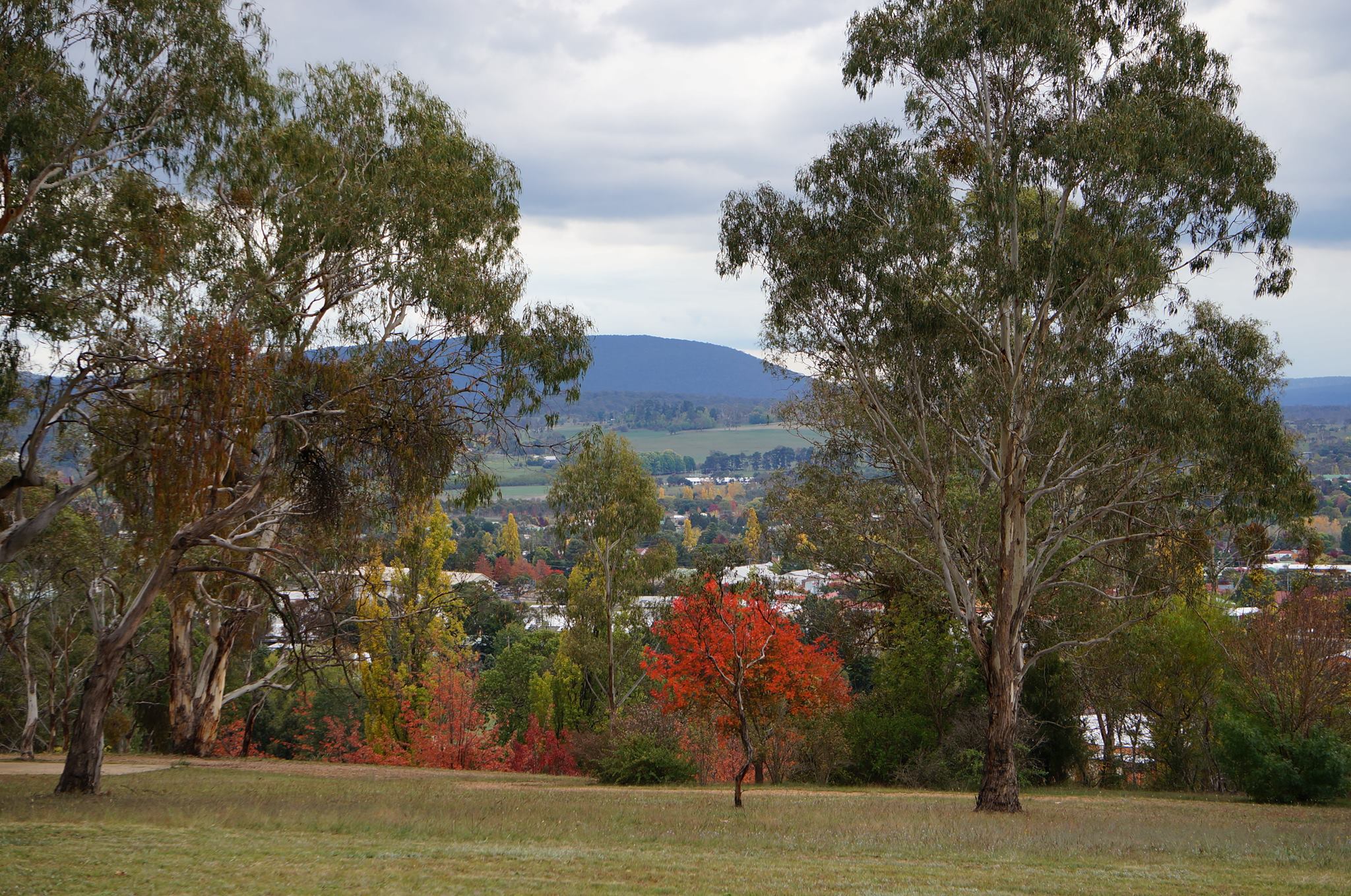 Armidale Independent Music Teachers' Directory